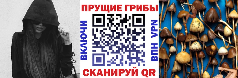 omg вход Адыгейск Галлюциногенные грибы Psilocybe